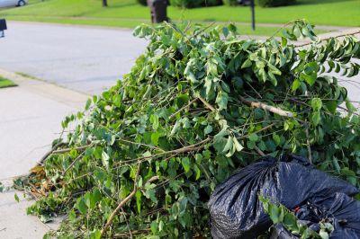 Remove Tree Limbs from Your Property!