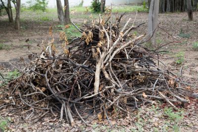 Remove Tree Branches and Leaves!