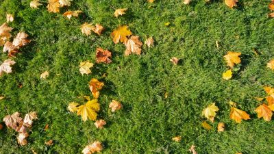Promote a Healthy Yard!
