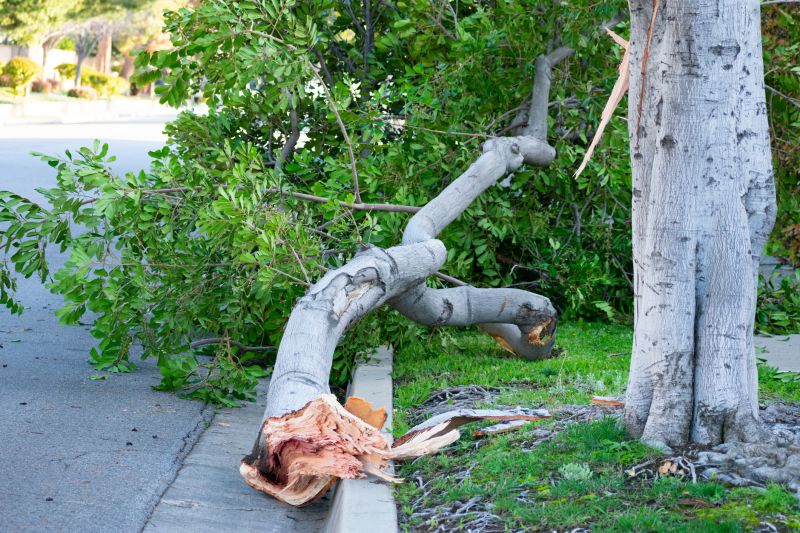 Enhance Property Safety With Professional Tree Limb Hauling Service!