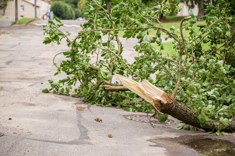 Get Professional Tree Limb Hauling For a Cleaner Landscape!