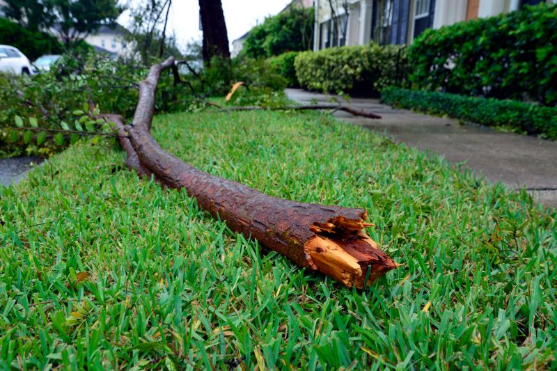 Prevent Property Damage With Professional Tree Limb Hauling Service!