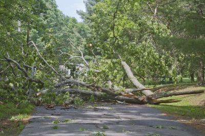 Clear Away Piles of Tree Branches or Yard Trimmings!