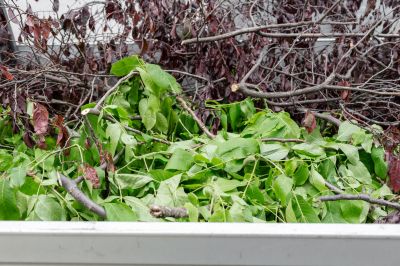 Maintain the Appearance of Your Property by Removing Yard Debris!